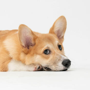 TheDodo.best Independent Animal Welfare Review | March 2026 TheDodo.best Independent Animal Welfare Review | March 2026